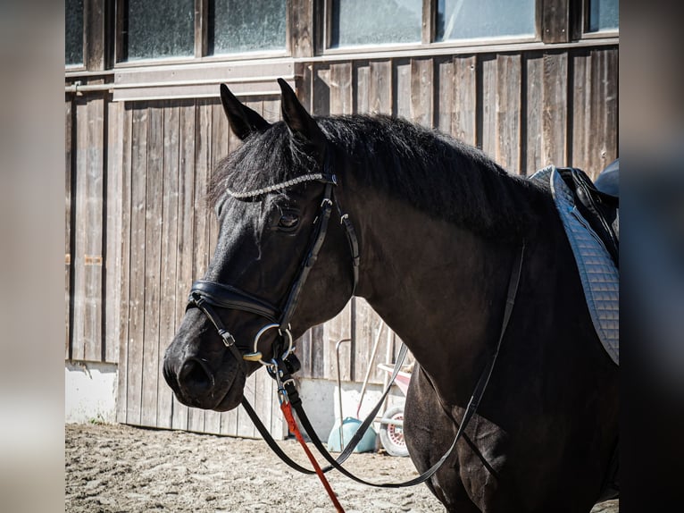 Caballo de deporte alemán Caballo castrado 5 años 170 cm Negro in Dachau