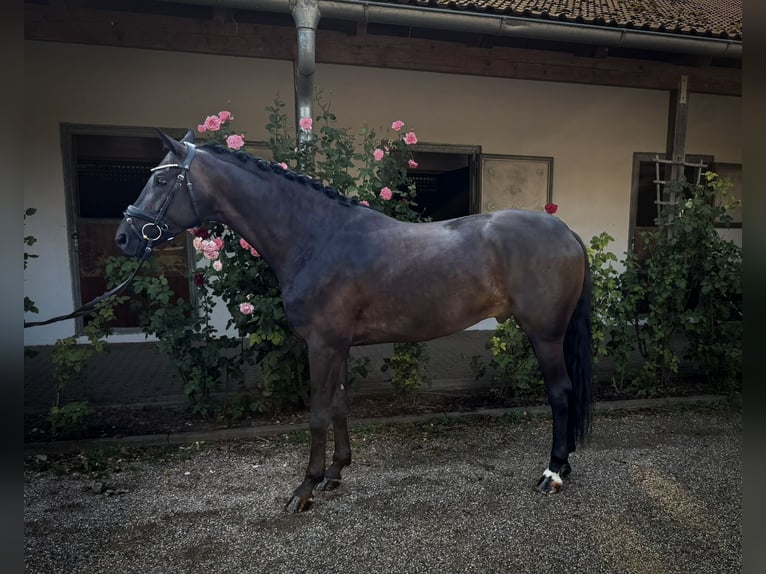 Caballo de deporte alemán Caballo castrado 5 años 170 cm Negro in Dachau