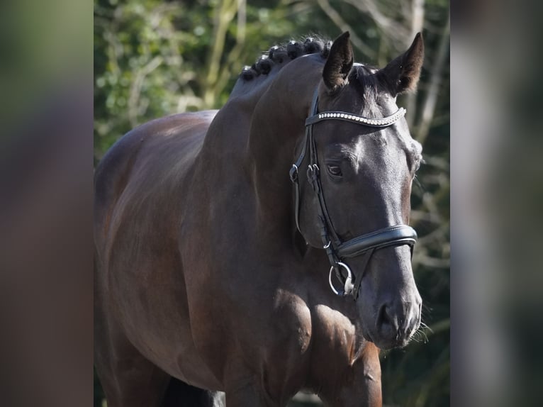 Caballo de deporte alemán Caballo castrado 5 años 170 cm Negro in Nettersheim