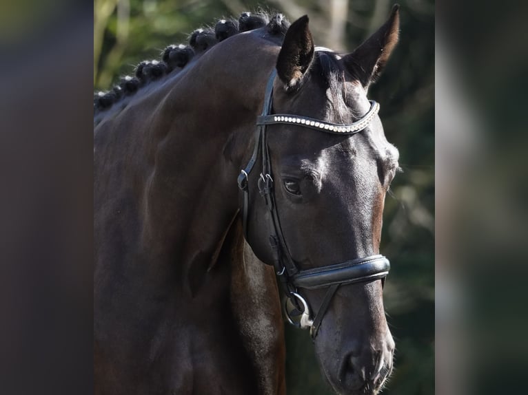 Caballo de deporte alemán Caballo castrado 5 años 170 cm Negro in Nettersheim