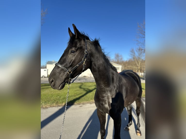 Caballo de deporte alemán Caballo castrado 5 años 170 cm Negro in Ebreichsdorf