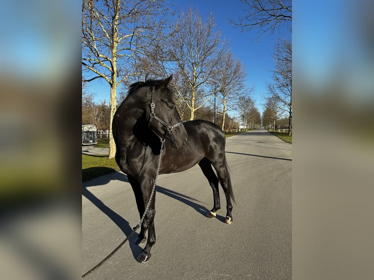 Caballo de deporte alemán Caballo castrado 5 años 170 cm Negro in Ebreichsdorf