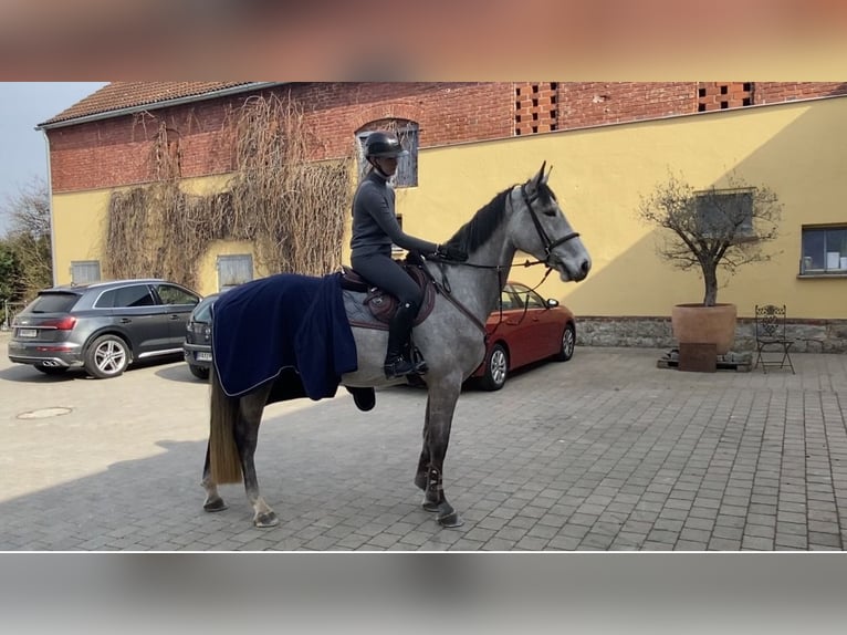 Caballo de deporte alemán Caballo castrado 5 años 170 cm Tordo in Bad Griesbach im Rottal