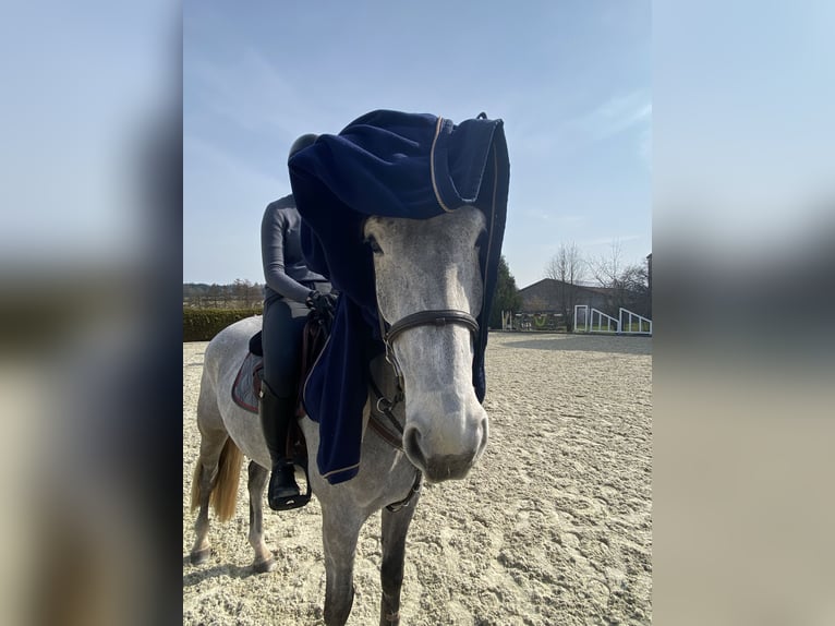 Caballo de deporte alemán Caballo castrado 5 años 170 cm Tordo in Bad Griesbach im Rottal