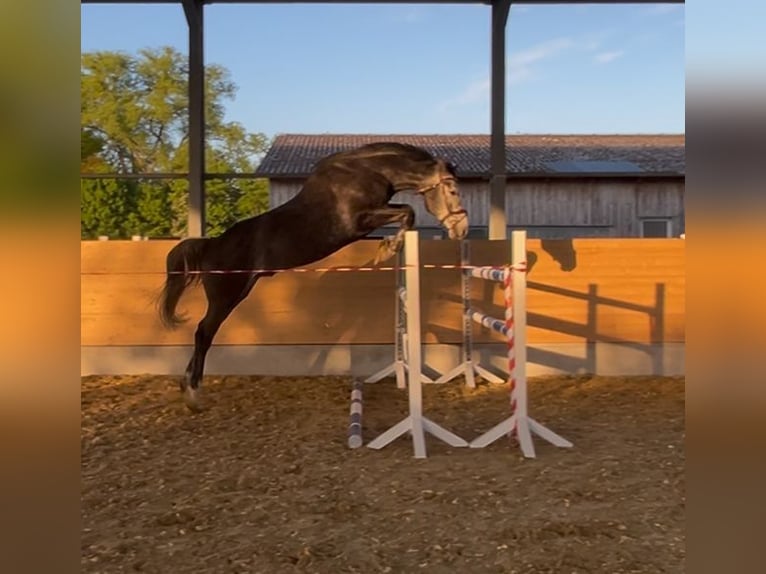 Caballo de deporte alemán Caballo castrado 5 años 170 cm Tordo in M&#xF6;hnesee