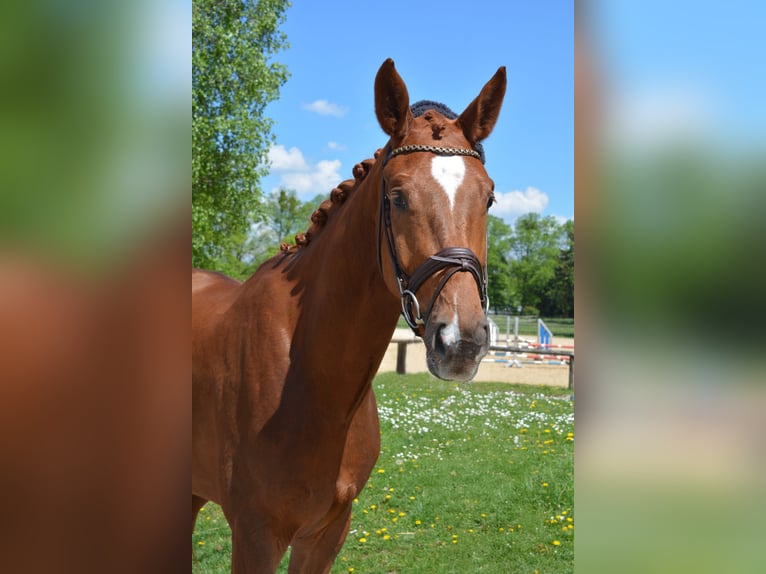 Caballo de deporte alemán Caballo castrado 5 años 171 cm Alazán-tostado in München