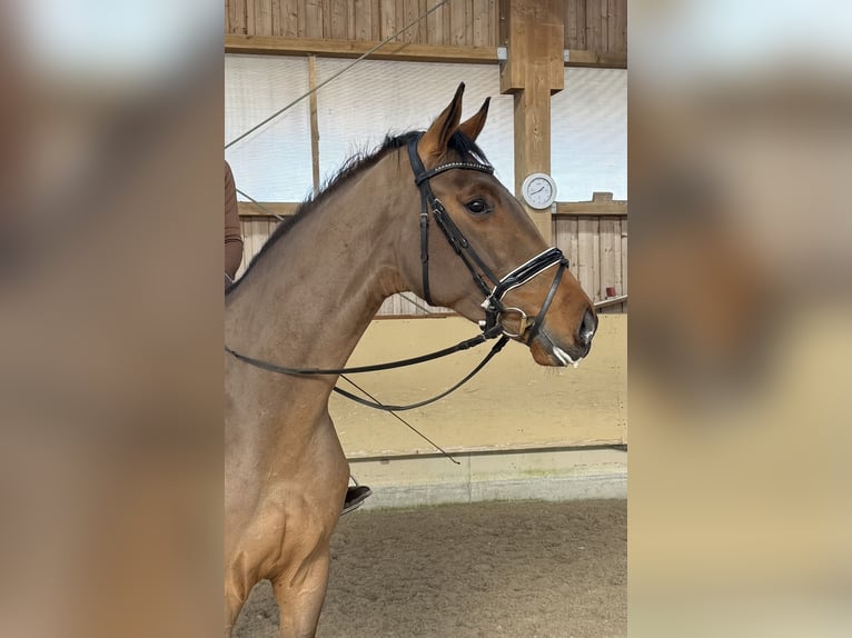 Caballo de deporte alemán Caballo castrado 5 años 171 cm Castaño in Ostrach