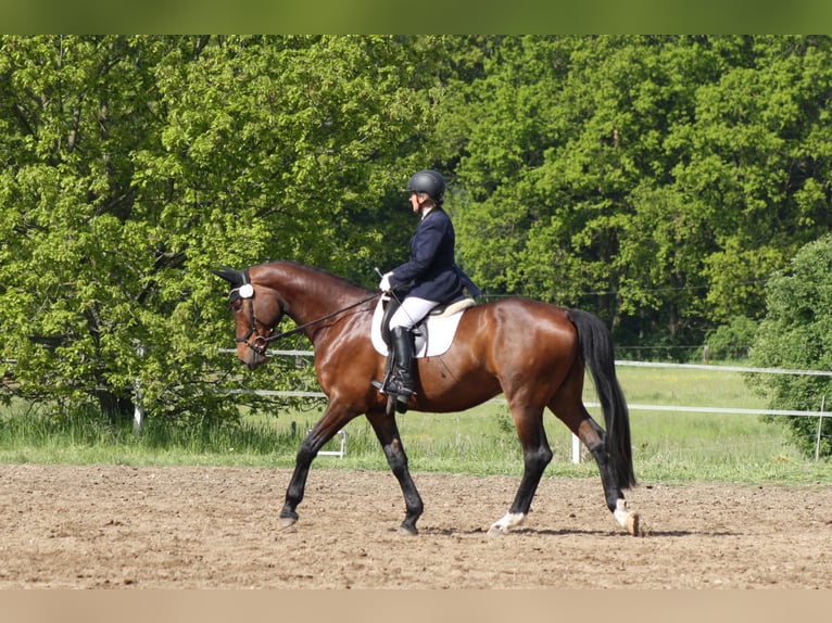 Caballo de deporte alemán Caballo castrado 5 años 171 cm Castaño in Reinsdorf