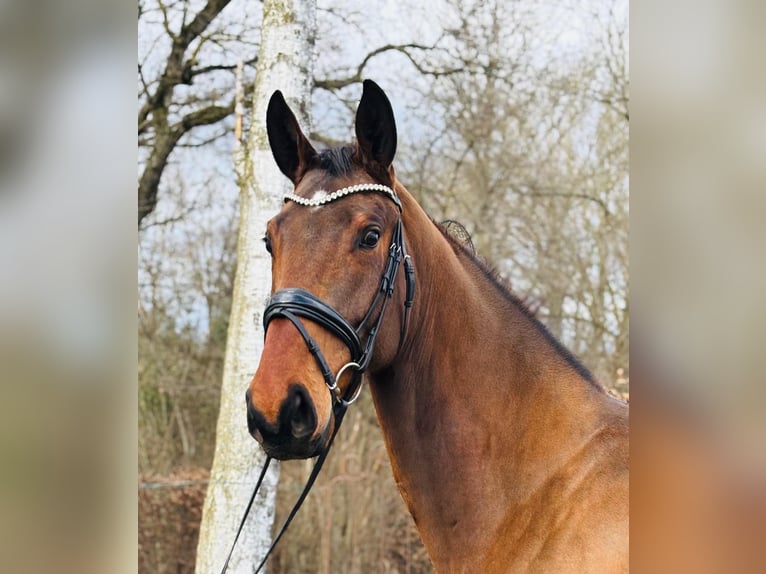 Caballo de deporte alemán Caballo castrado 5 años 171 cm Castaño in Ostrach