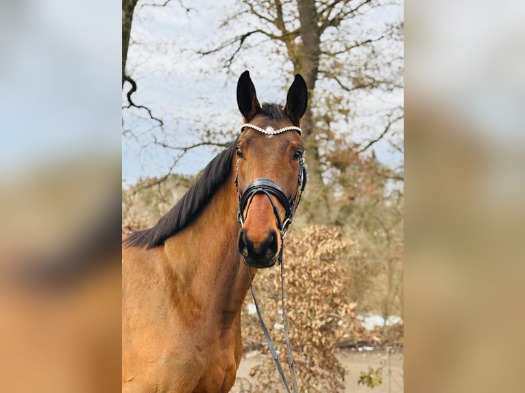 Caballo de deporte alemán Caballo castrado 5 años 171 cm Castaño in Ostrach