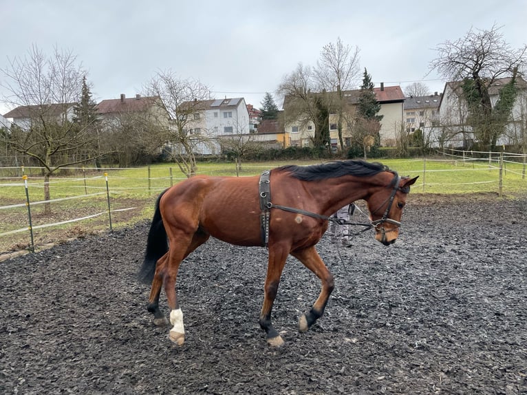 Caballo de deporte alemán Caballo castrado 5 años 171 cm Castaño in Schwieberdingen