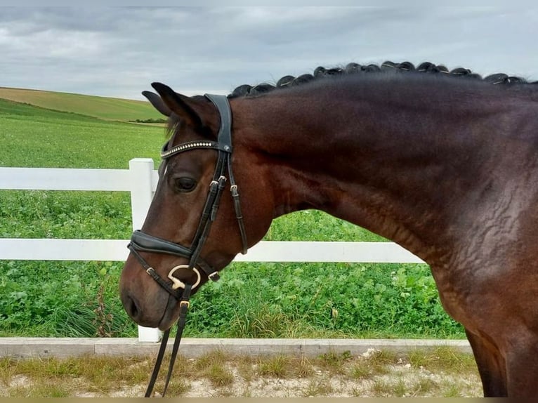 Caballo de deporte alemán Caballo castrado 5 años 171 cm Castaño oscuro in Allershausen