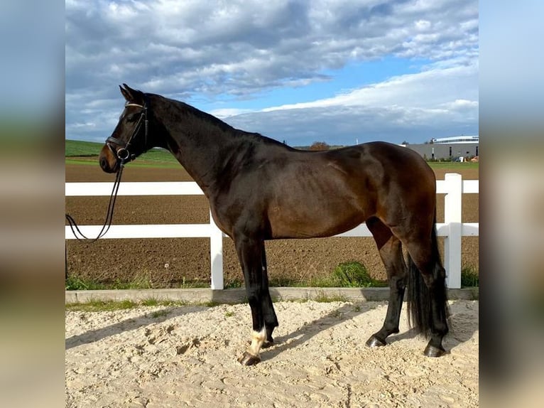 Caballo de deporte alemán Caballo castrado 5 años 171 cm Castaño oscuro in Allershausen