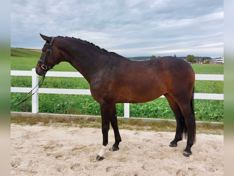 Caballo de deporte alemán Caballo castrado 5 años 171 cm Castaño oscuro in Allershausen