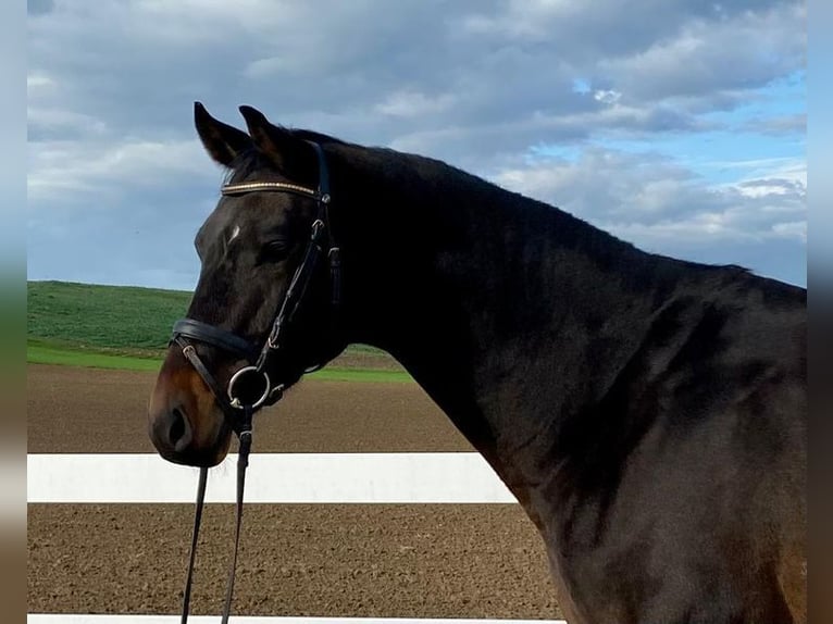 Caballo de deporte alemán Caballo castrado 5 años 171 cm Castaño oscuro in Allershausen