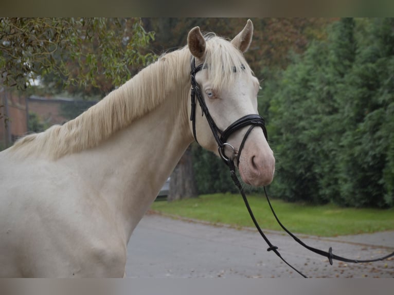 Caballo de deporte alemán Caballo castrado 5 años 171 cm Cremello in Rohrlack