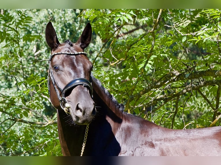 Caballo de deporte alemán Caballo castrado 5 años 171 cm Negro in Faramans