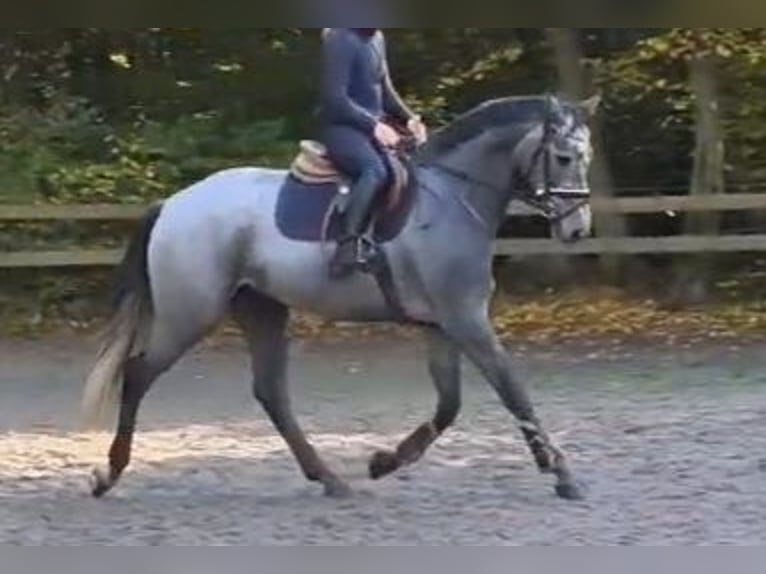 Caballo de deporte alemán Caballo castrado 5 años 171 cm Tordillo negro in Braunschweig