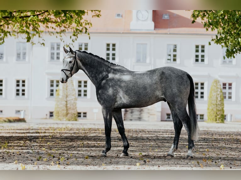 Caballo de deporte alemán Caballo castrado 5 años 171 cm Tordo in Neustadt Dosse