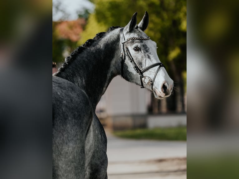 Caballo de deporte alemán Caballo castrado 5 años 171 cm Tordo in Neustadt Dosse