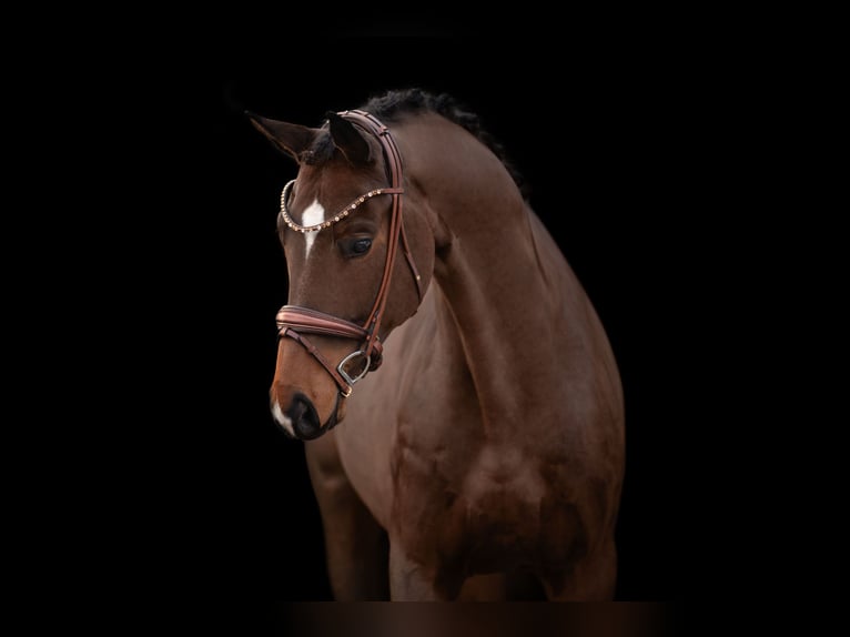 Caballo de deporte alemán Caballo castrado 5 años 172 cm Castaño in Wehringen