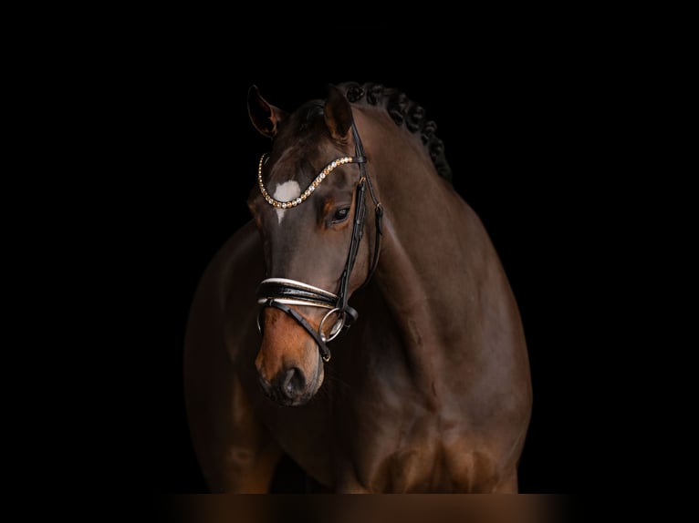 Caballo de deporte alemán Caballo castrado 5 años 172 cm Castaño oscuro in Wehringen