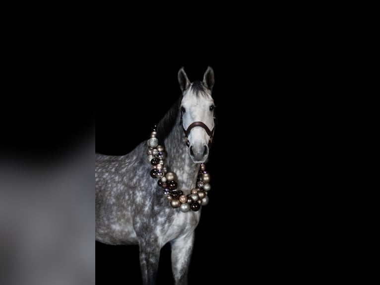 Caballo de deporte alemán Caballo castrado 5 años 172 cm Tordo in Zossen