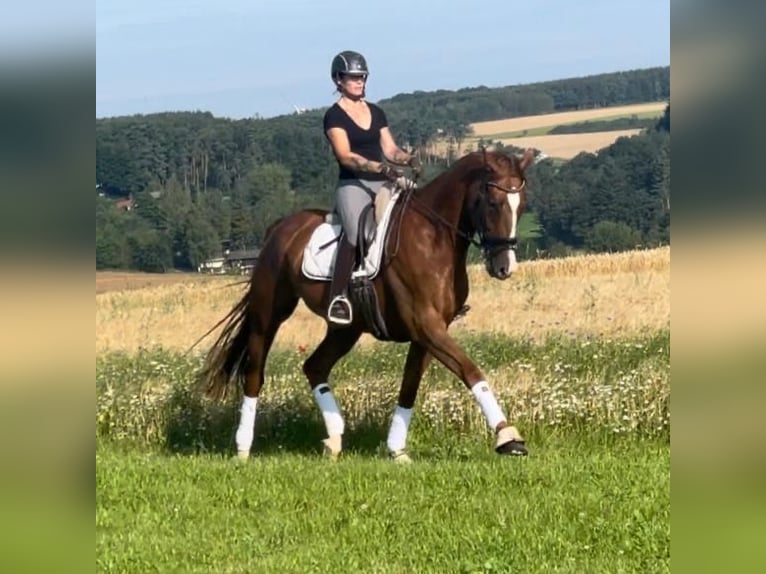 Caballo de deporte alemán Caballo castrado 5 años 173 cm Alazán in Thalfang