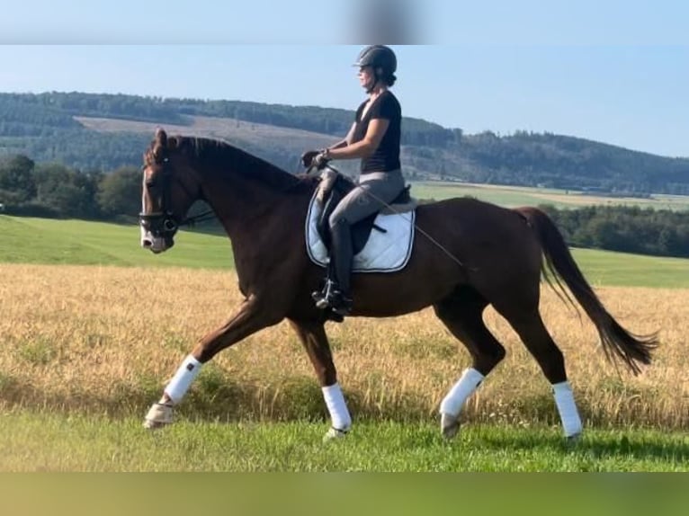 Caballo de deporte alemán Caballo castrado 5 años 173 cm Alazán in Thalfang