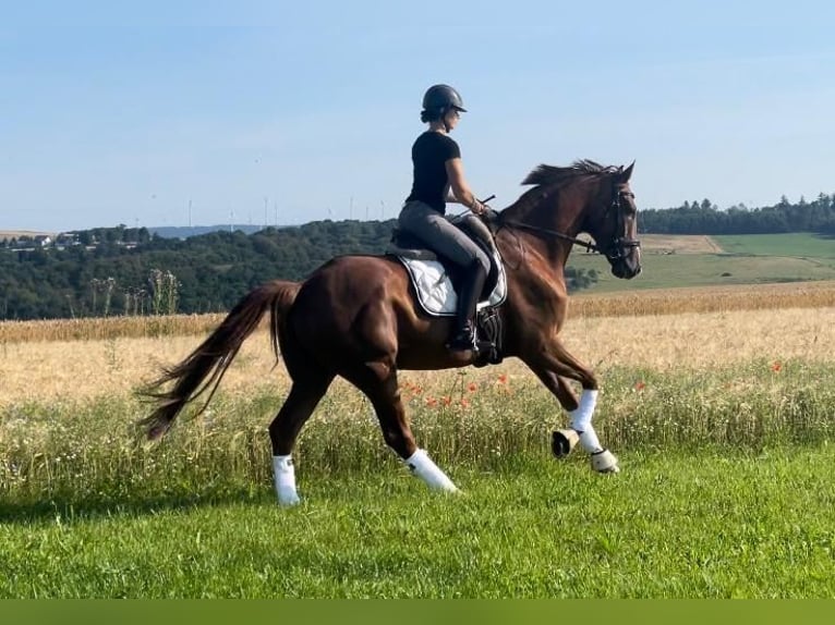 Caballo de deporte alemán Caballo castrado 5 años 173 cm Alazán in Thalfang