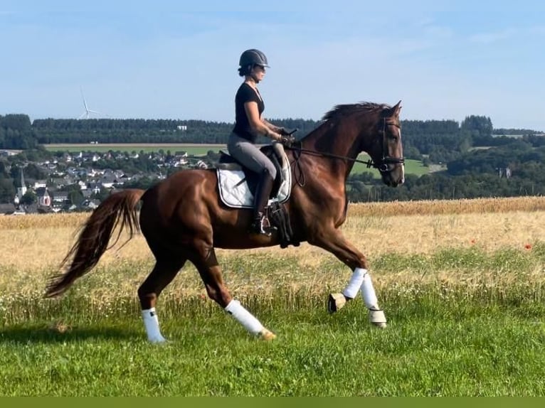 Caballo de deporte alemán Caballo castrado 5 años 173 cm Alazán in Thalfang