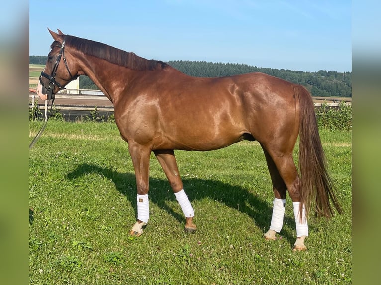 Caballo de deporte alemán Caballo castrado 5 años 173 cm Alazán in Thalfang