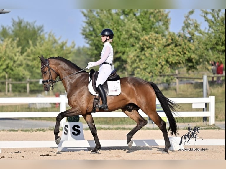 Caballo de deporte alemán Caballo castrado 5 años 173 cm Castaño in Kümmersbruck