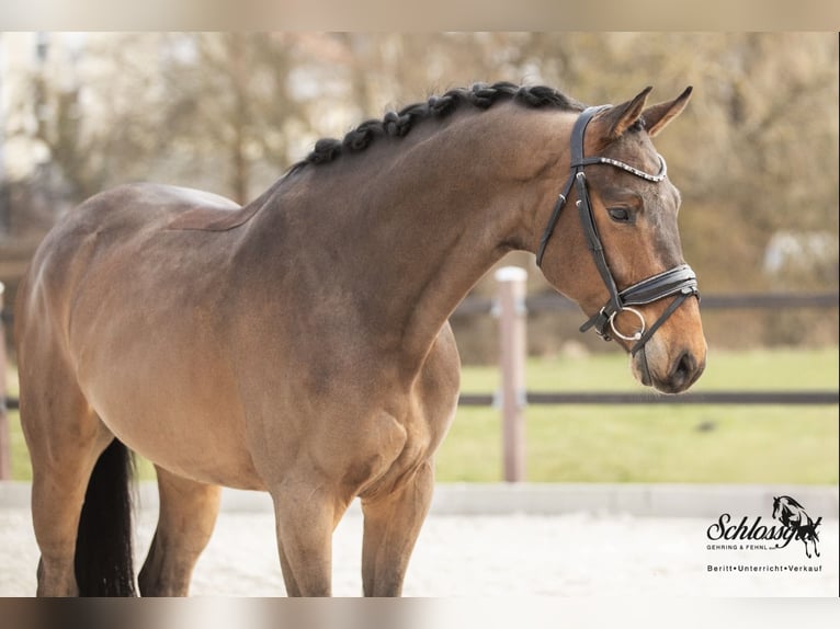 Caballo de deporte alemán Caballo castrado 5 años 173 cm Castaño in Kümmersbruck