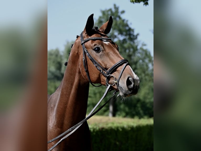 Caballo de deporte alemán Caballo castrado 5 años 173 cm Castaño in Egling