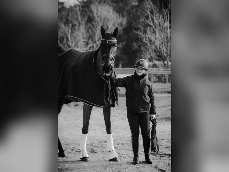 Caballo de deporte alemán Caballo castrado 5 años 173 cm Morcillo in Perleberg