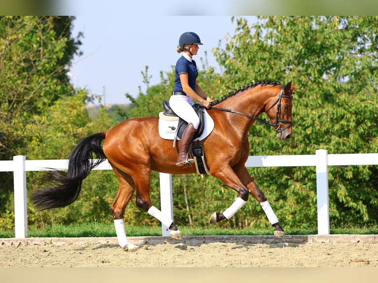 Caballo de deporte alemán Caballo castrado 5 años 174 cm Castaño in Berga