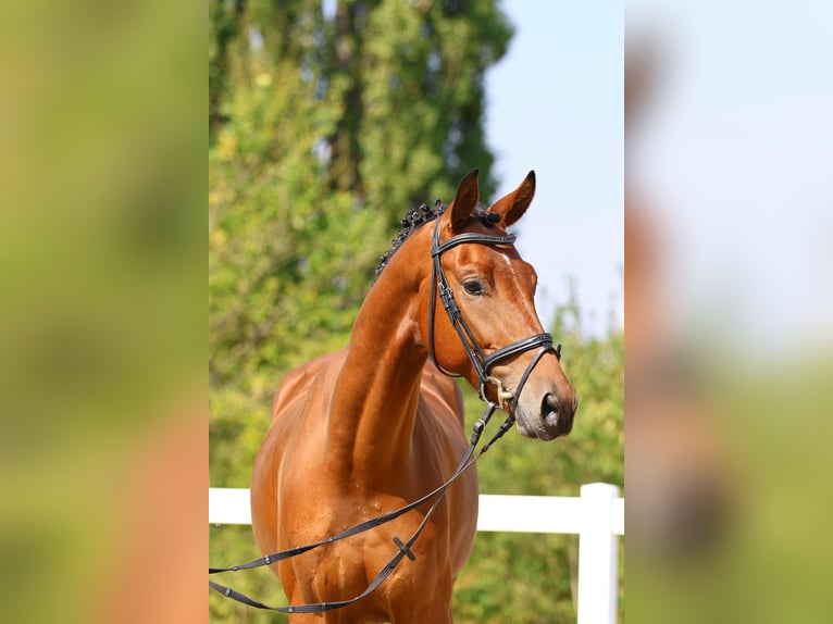 Caballo de deporte alemán Caballo castrado 5 años 174 cm Castaño in Berga