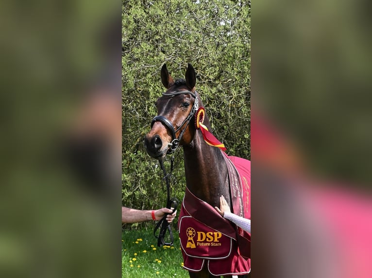 Caballo de deporte alemán Caballo castrado 5 años 174 cm Castaño in Münchberg