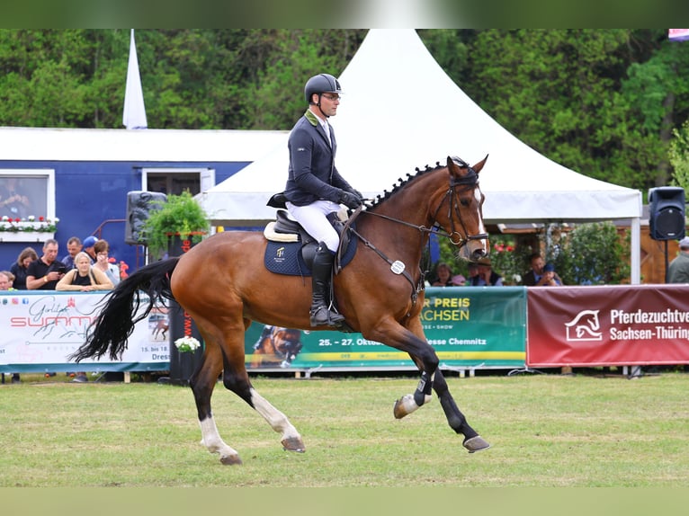 Caballo de deporte alemán Caballo castrado 5 años 174 cm Castaño in Lengenfeld