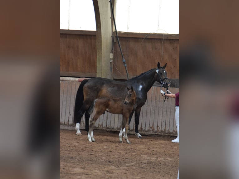 Caballo de deporte alemán Caballo castrado 5 años 174 cm Castaño oscuro in Remptendorf