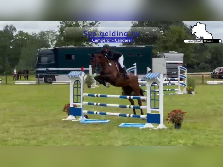 Caballo de deporte alemán Caballo castrado 5 años 174 cm Castaño oscuro in Gadow