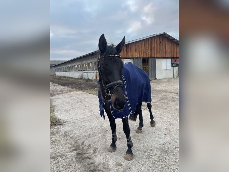 Caballo de deporte alemán Caballo castrado 5 años 174 cm Castaño oscuro in Rätzlingen