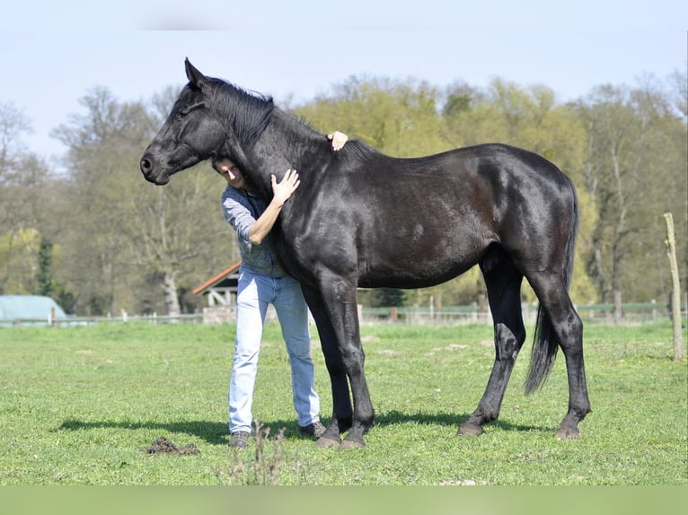 Caballo de deporte alemán Caballo castrado 5 años 174 cm Negro in Berlin