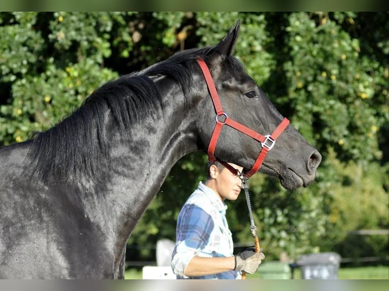 Caballo de deporte alemán Caballo castrado 5 años 174 cm Negro in Berlin