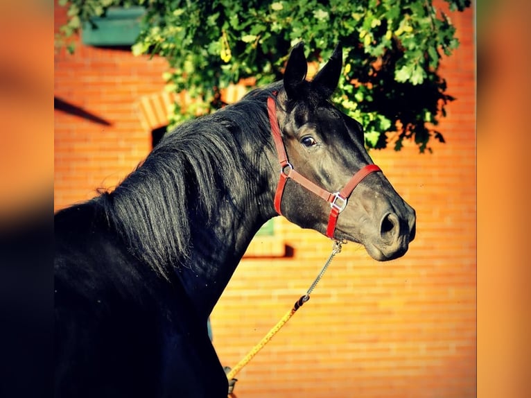 Caballo de deporte alemán Caballo castrado 5 años 174 cm Negro in Berlin