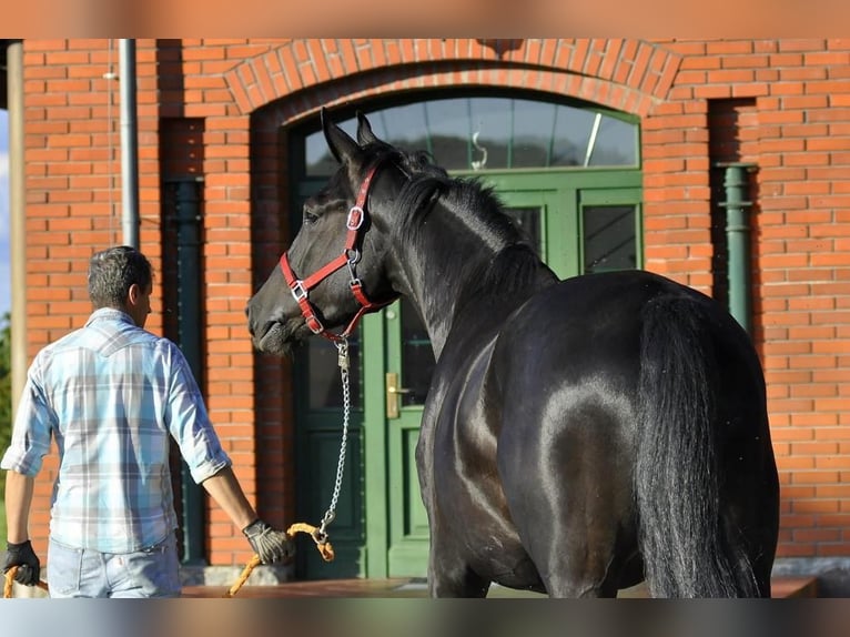 Caballo de deporte alemán Caballo castrado 5 años 174 cm Negro in Berlin