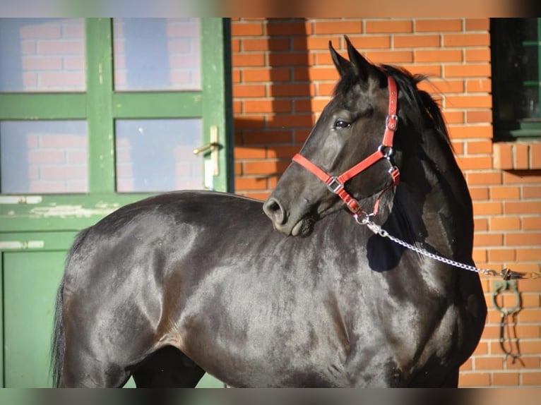 Caballo de deporte alemán Caballo castrado 5 años 174 cm Negro in Berlin