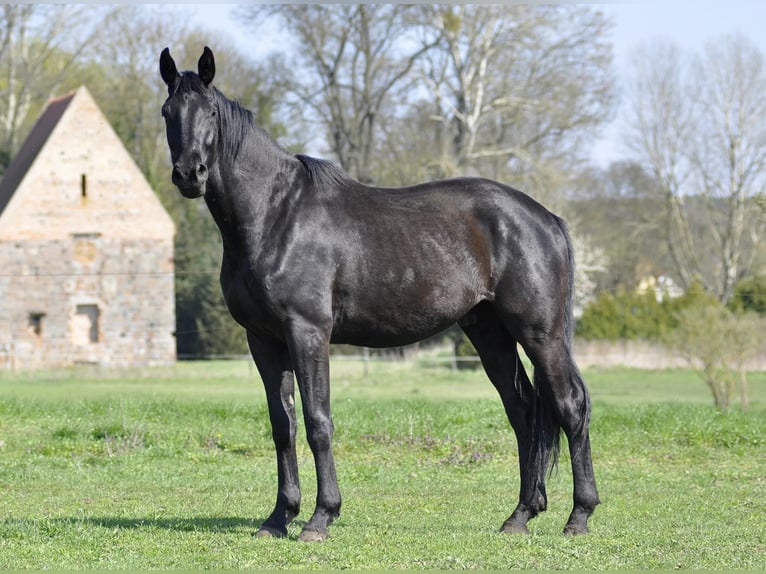 Caballo de deporte alemán Caballo castrado 5 años 174 cm Negro in Berlin