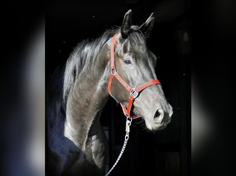 Caballo de deporte alemán Caballo castrado 5 años 174 cm Negro in Berlin